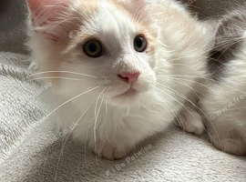 Last Maine Coon Boy Kittens. Ready Now