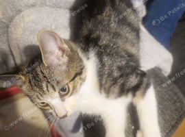 kittens ready for forever home