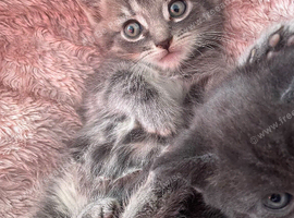 2 x Grey male kittens, grey tabby, all grey, loving, flea treated & wormed 8 weeks ready now