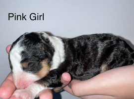 Lassie/Border Collie X Toy Poodle
