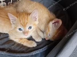 Ginger female kitten