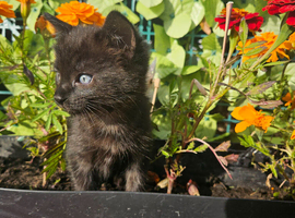 Sweet little kittens