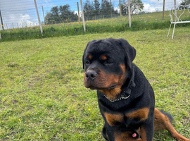 Rottweiler pup