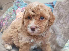 Toy Poodle apricot cream merle