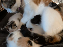Mum/ Kitten