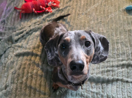 Male dachshund looking for loving home