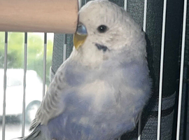 Baby budgie