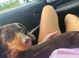 Rehoming our girl mini