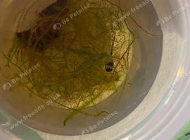 3 Tinc Azureus tadpoles ready to go