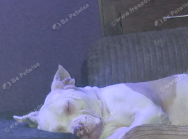 2year old American bulldog