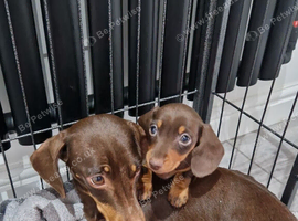 LAST GIRL READY NOW Miniature Dachshund Puppy