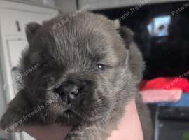 Chow chow puppies