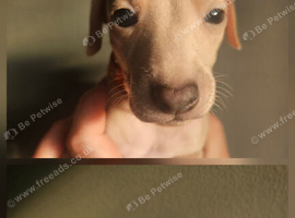Beautiful KC Registered Italian Greyhound Puppies &ndash; 2 Girls Available