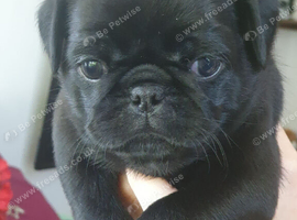 Pug puppies