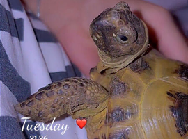 horsefeild tortoise very friendly boy