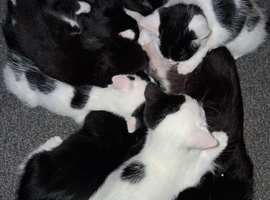 6 kittens
