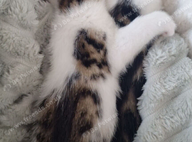 2 kittens 1 boy/1 Girl