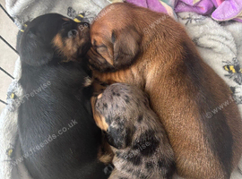 Miniature dachshund puppies for sale - ready after September 30th