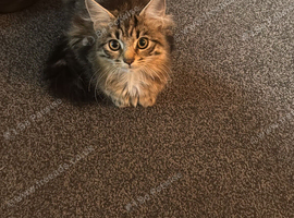 Beautiful kittens