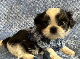 Our little black and shih tzu