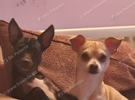 Two chihuahuas