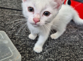 Kittens for sale