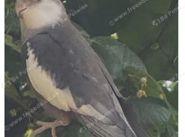 Cinamon cockatiel