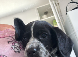 Cocker spaniel puppy