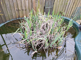 Pond plant