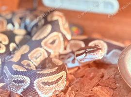 Python