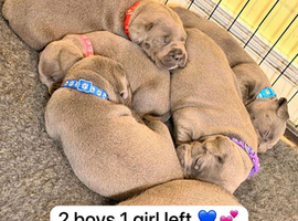 6 champion Staffordshire bull terriers looking for there fur-ever home