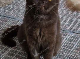 Chocolate girl British shorthair