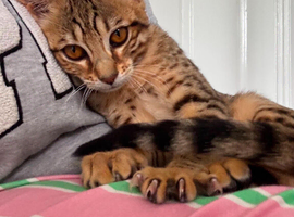 Female Savannah kitten for sale