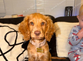Golden cocker spaniel girl