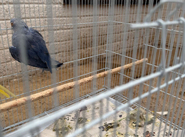 Violetfemale 2 year