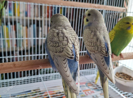 budgie babies for sale