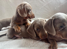 Miniature dachshunds