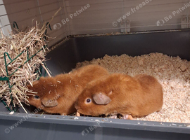 Mother and baby guinea pigs