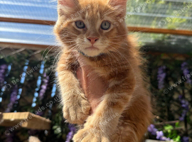 Maine coon kittens