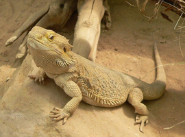 Bearded dragon and full setup