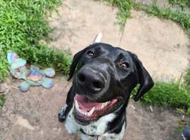 German pointer cross collie female puppy looking for new forever home
