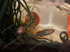 Gradenri killifish or Blue steel Killifish Trio (1M 2F)