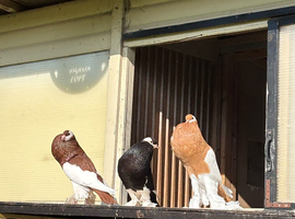 Reverse wing pouters
