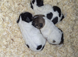 Very small Jack Russell puppies for sale, 1 girl and 2 boys available.