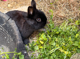 Family of rabbits and setup