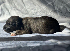 First cross Bedlington whippets