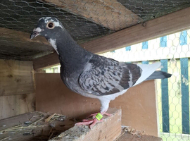 Romanian and English Racing Pigeons