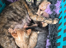 Litter of Devon rex boys