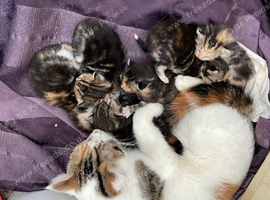 Tortoiseshell Kittens available