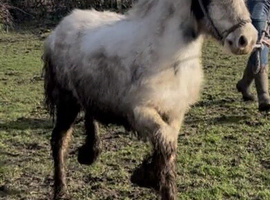9 month old moving colt
